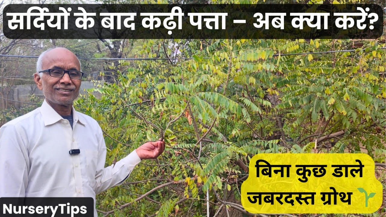 सर्दी के बाद कढ़ी पत्ता की पूरी देखभाल | Repotting, Watering & Fast Growth Tips 🌿