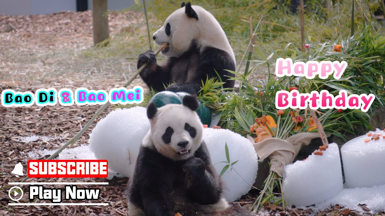 Giant Panda Twins Celebrate 4th Birthday In Belgium | iPanda