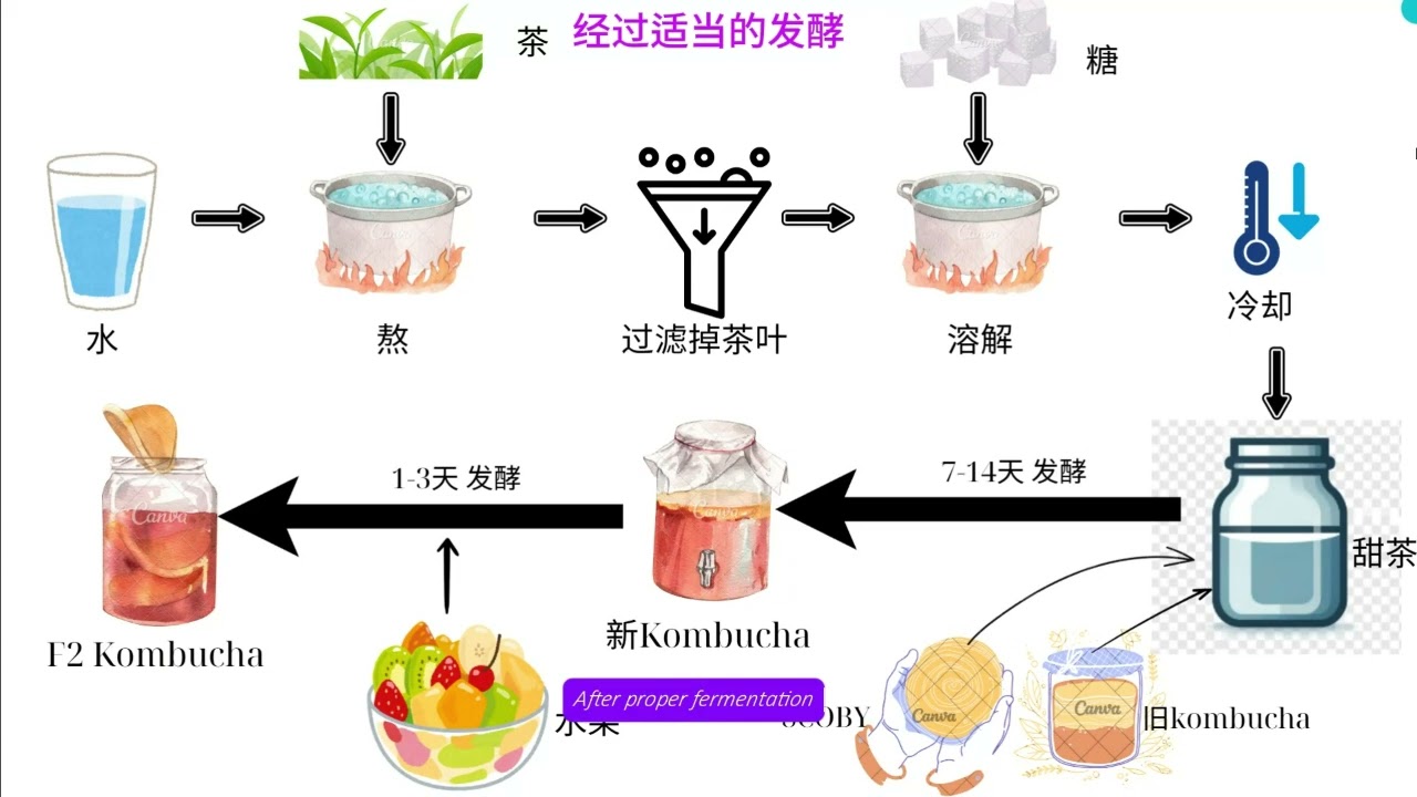 如何制作康普茶? 康普茶加工. How to make kombucha? Kombucha processing.