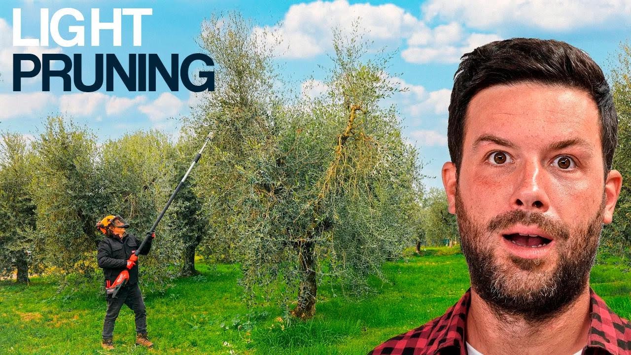 Advanced Olive Tree Pruning by a Pro