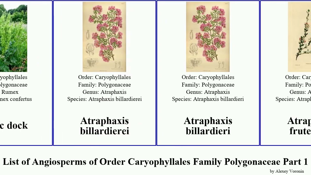 List of Angiosperms of Order Caryophyllales Family Polygonaceae Part 1 bistorta buckwheat dock ant
