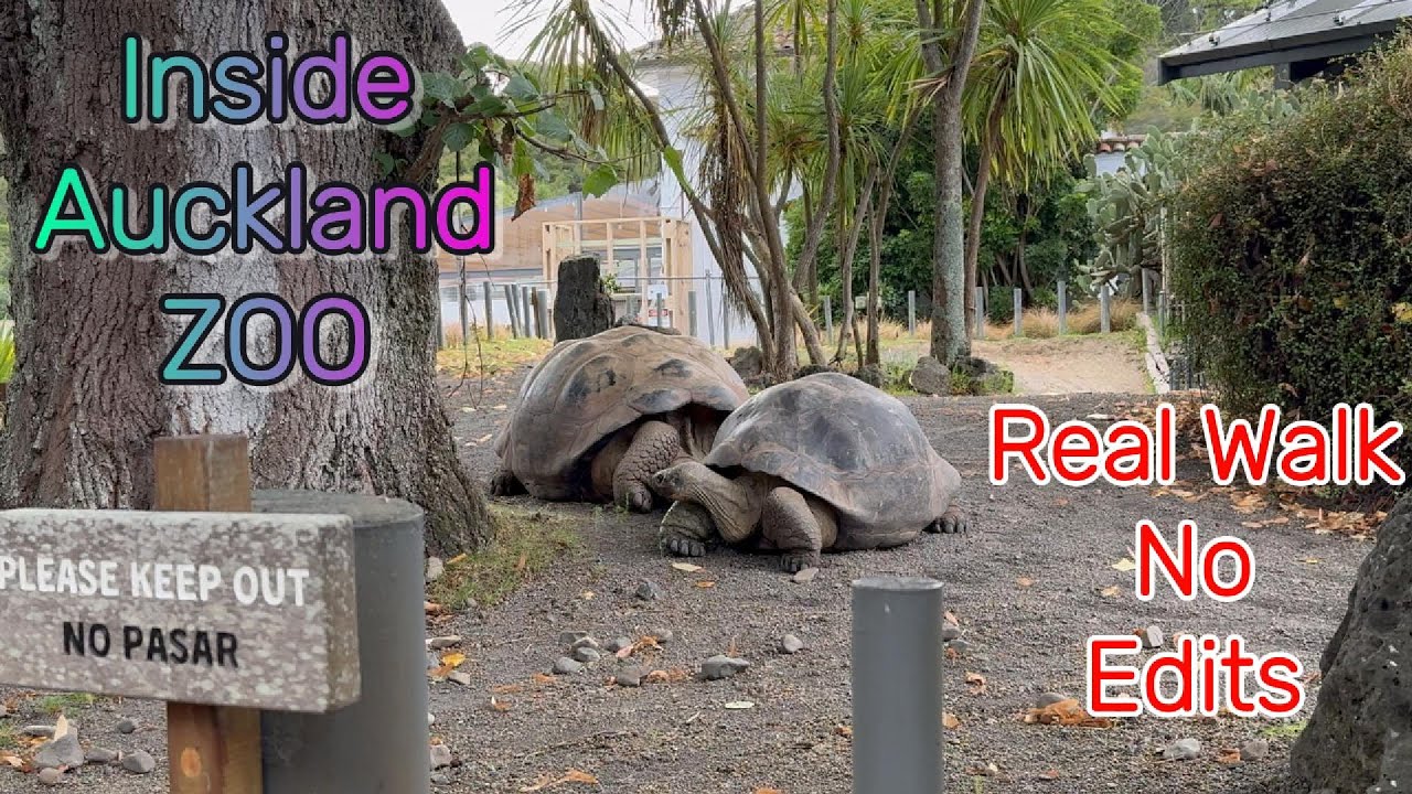 A Real Walk Through Auckland Zoo 🫶 No Edits, Just Real Life💝 Part 9 #aucklandzoo #nature #park