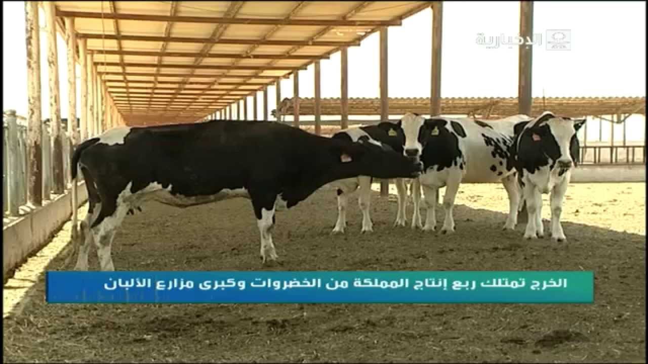 الخرج تمتلك ربع إنتاج المملكة من الخضروات و كبرى مزارع الألبان