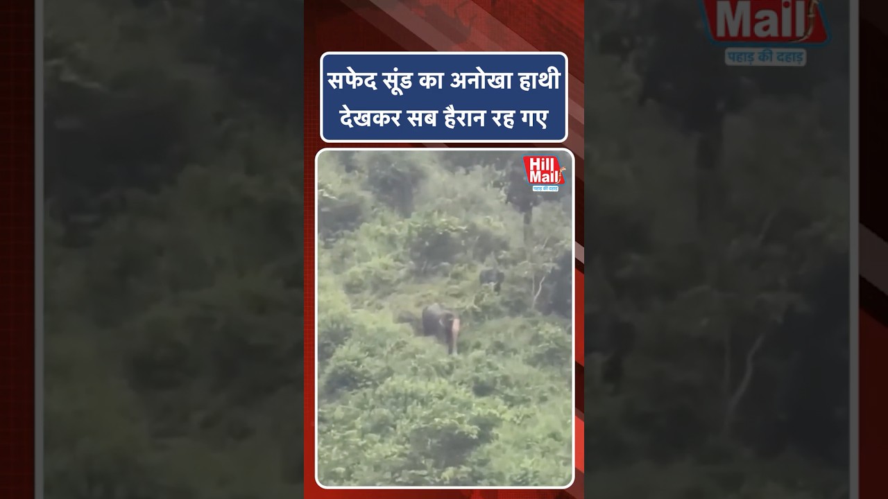 उत्तराखंड में सफेद सूंड का अनोखा हाथी देखकर सब हैरान रह गए ! Hillmail #animal