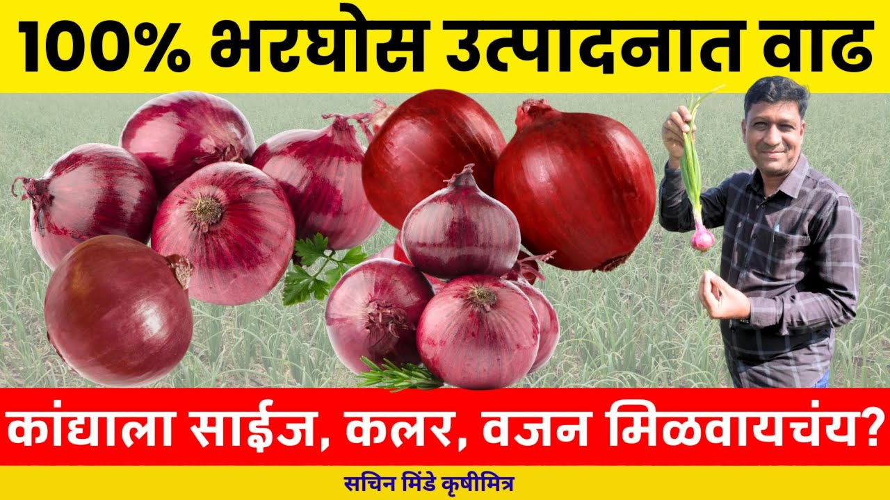 कांद्याची फुगवण आणि साईज वाढवण्यासाठी जबरदस्त उपाय | सचिन मिंडे कृषीमित्र