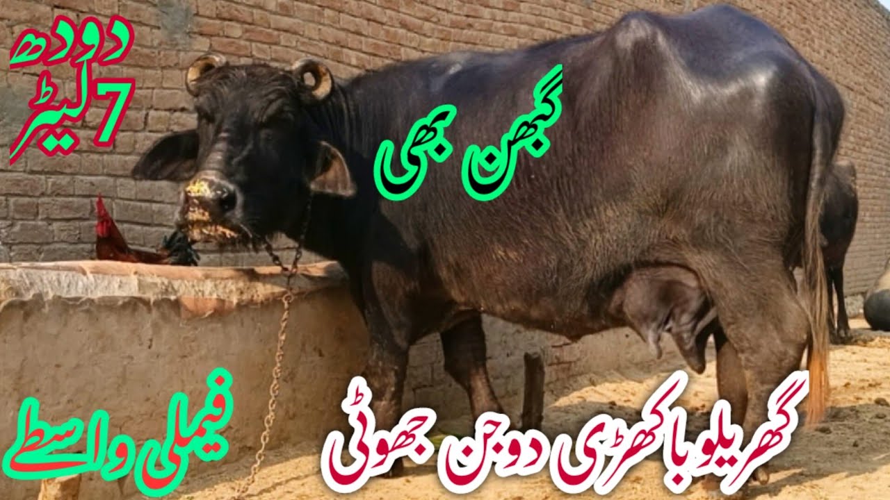 پیورنیلی کی باکھڑی گھبن جھوٹی برائےفروخت#NiliRave Buffalosforsale in punjab YouTubesale 03065110914
