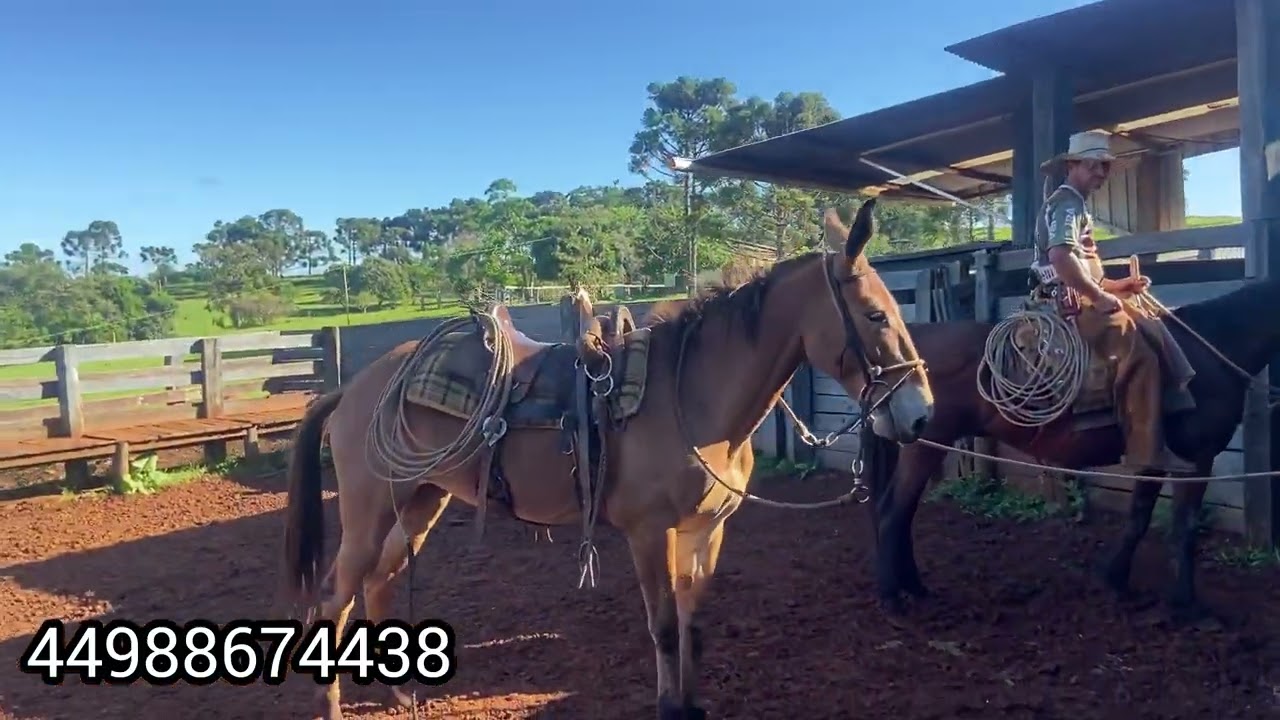“Fui na Fazenda ver como estão as Mulas que o nosso domador está Domando”