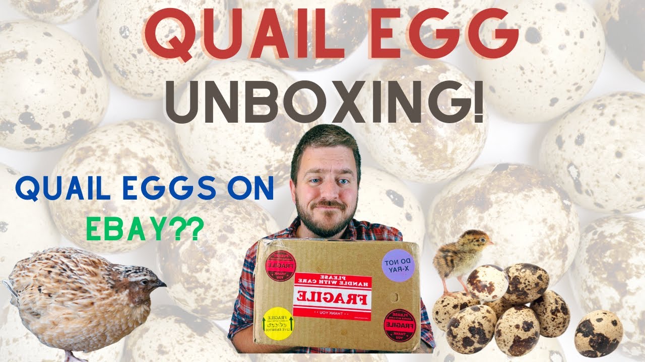 I Ordered Quail Eggs on eBay&hellip; Was It a Mistake?
