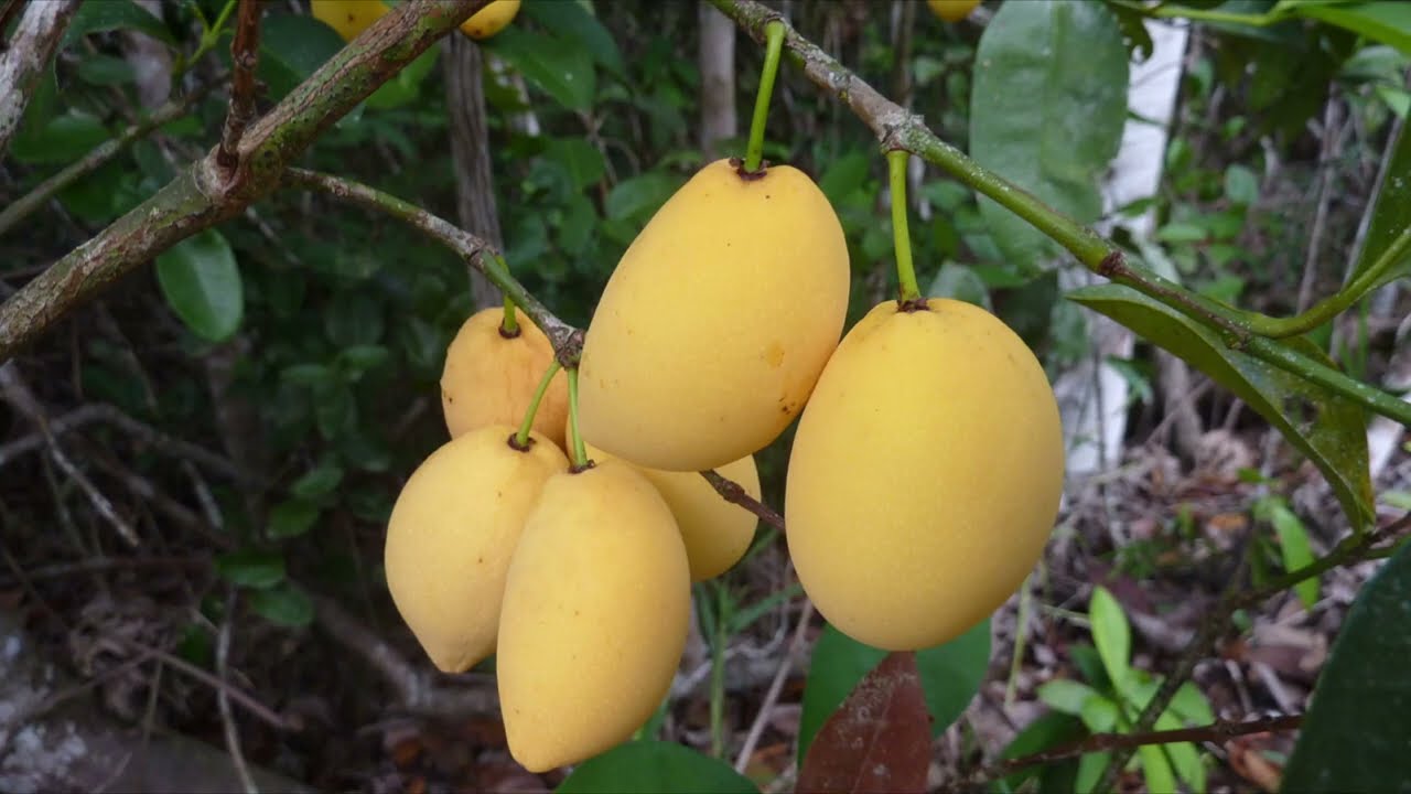 Bacupari - Garcinia gardneriana tree saplings, a cultivated Fruit tree in South America and Brazil
