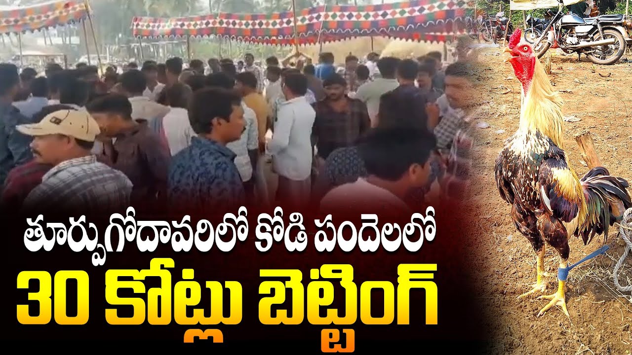 Betting worth 30 crores took place in cockfights in East Godavari | కోడి పందెలలో 30 కోట్లు బెట్టింగ్