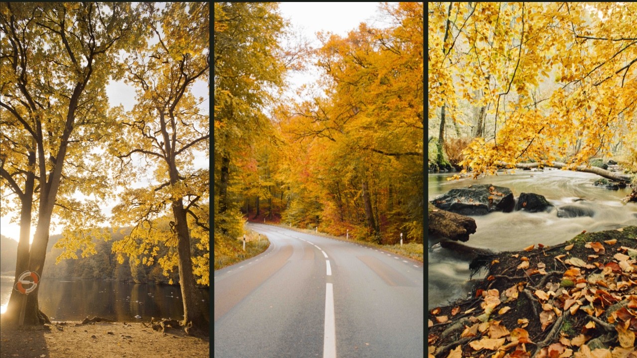 Exploring Sweden on 35mm Film in Autumn  | Travel Vlog in a National Park