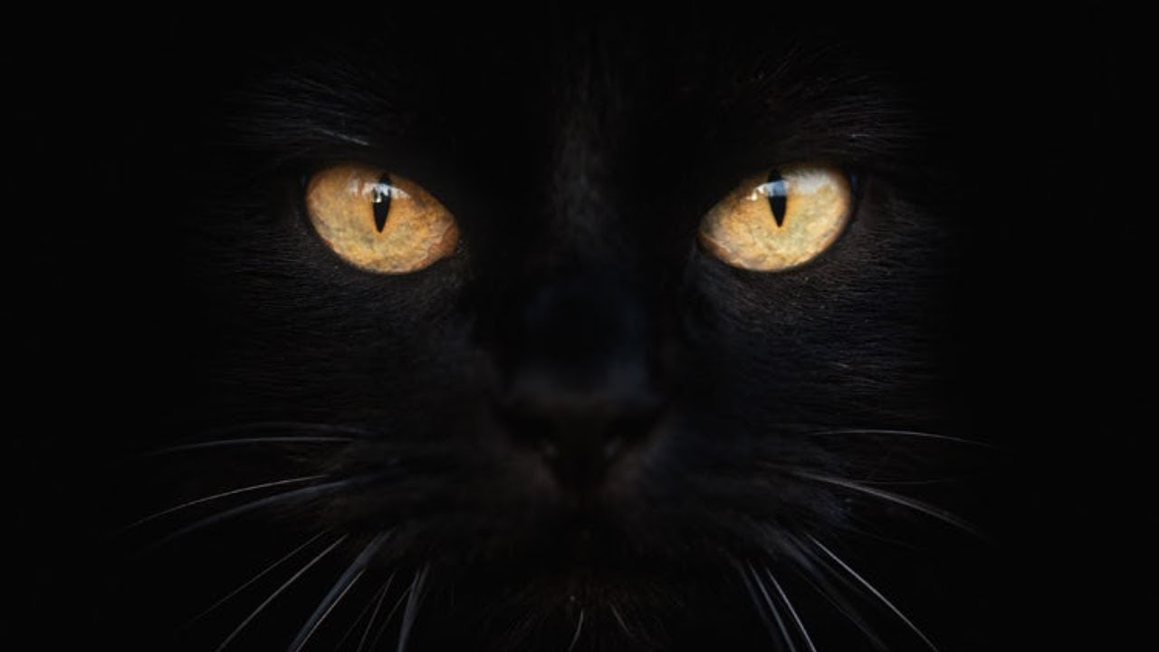 Strange & Unnerving Animal Stories from 2024!