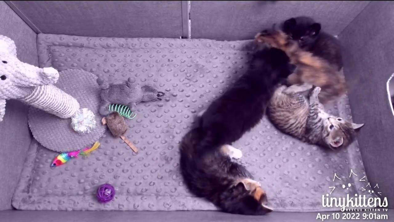 Mama cat teaches kittens how to be blanket monsters
