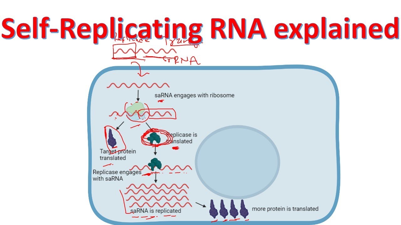 Self-replicating RNA | Self amplifying RNA explained | @BiologyLectures