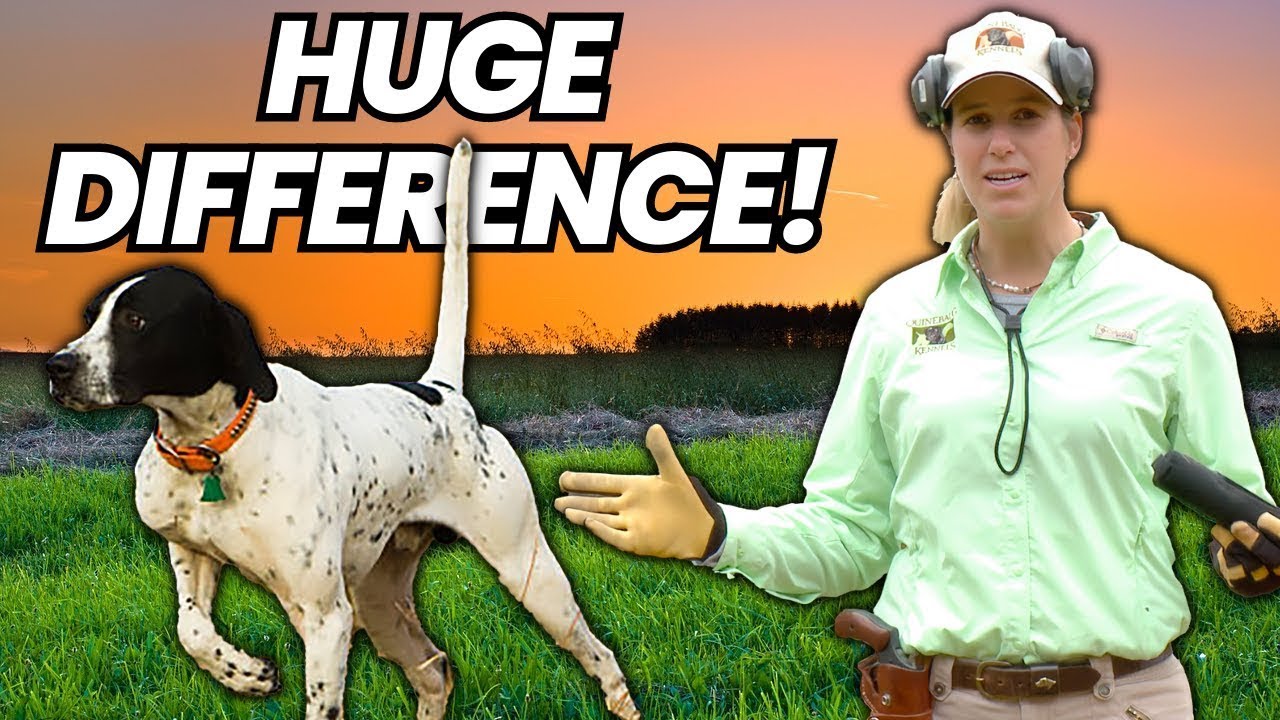 THE BEST Pointing Dog Drill to Teach the Whoa Command