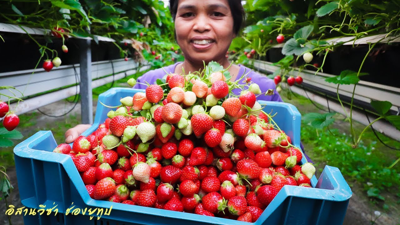 บุกไร่ไร่สตรอว์เบอร์รี่สวนพี่ทิพย์เก็บเลยน้องกินเลยน้องไม่ต้องยั้ง😍🍓😘