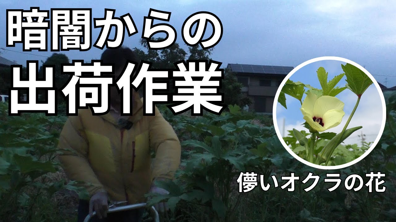 【早朝4時の奮闘】ナス袋詰め＆オクラ収穫！儚い花と秋の気配（2025.8.18）