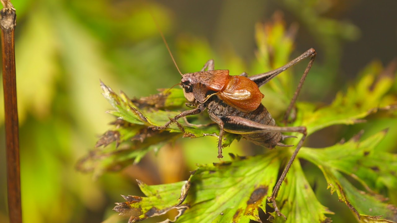 Universul ascuns al insectelor- speciile de nevertebrate protejate din Parcul Național Ceahlău