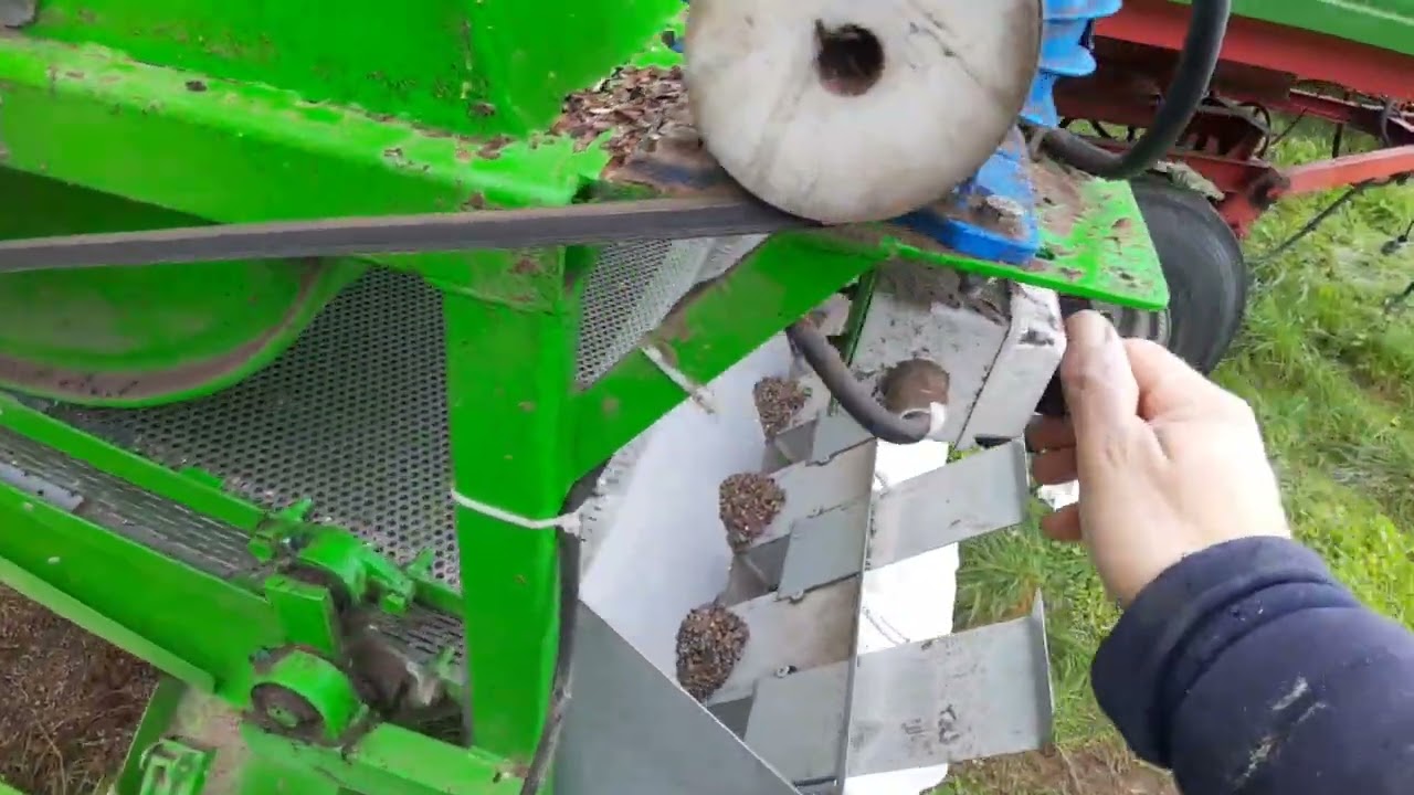 czyszczenie gryki, jak ja to robię