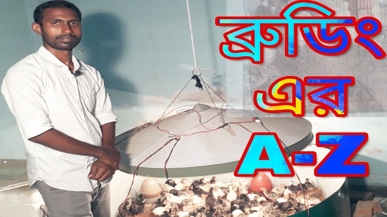 Brooding A-Z ।  To learn Chick's brooding easily । বাচ্চা ব্রুডিং শিখুন একটি ভিডিও দেখেই
