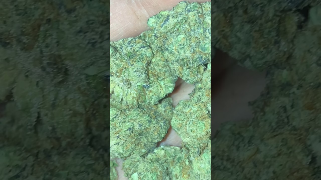Gelato Runtz STRAIN REVIEW 🍬⛽️🔥🤘🏼😎🤯