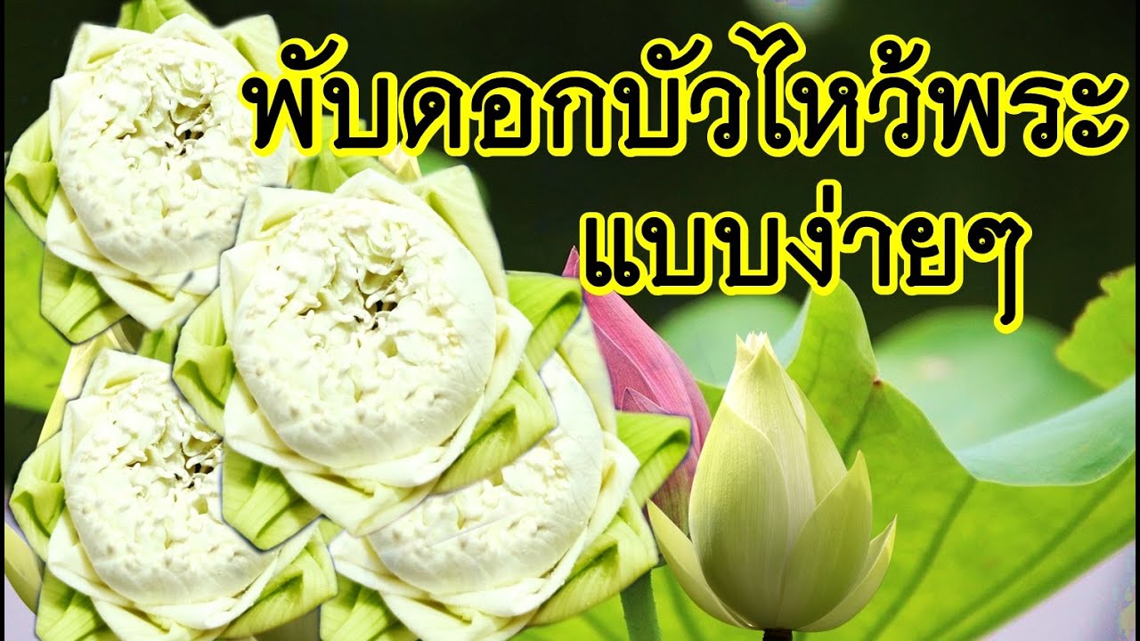 พับดอกบัวถวายพระ แบบง่ายๆ ได้บุญกุศล (แบบ2)