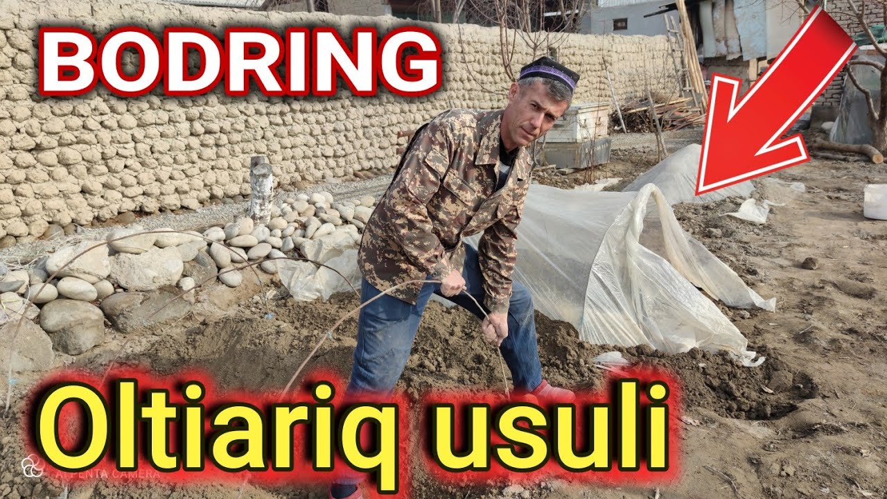 Ertaki Bodiring yetishtirish uchun joy tayyorlash. 1-fevral, 2021
