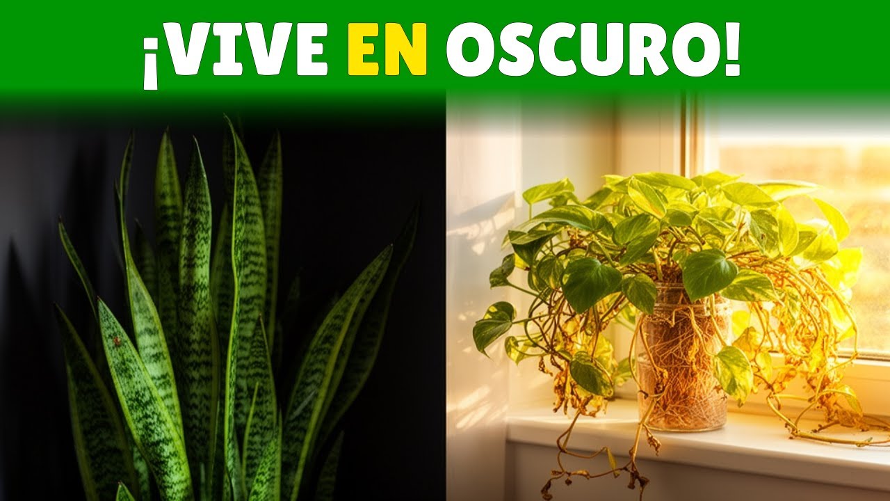 ¡Sansevieria Vive en Oscuridad Total!