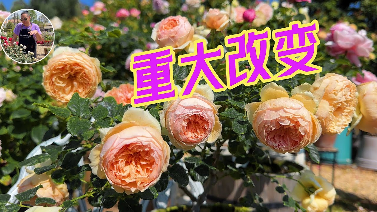 重大变化：能启发你的！9月19日它们开得好漂亮！园艺篇670