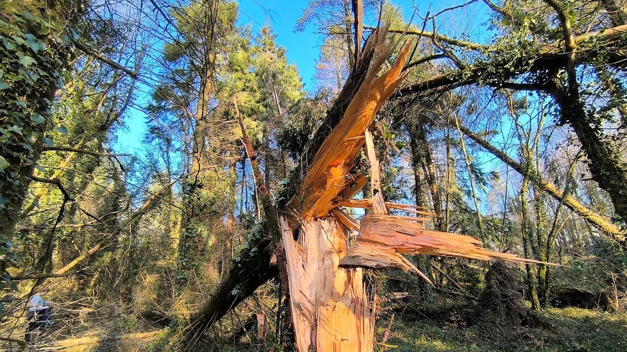 DERRYCASSIN WOOD after STORM EOWYN, Longford, March 2025