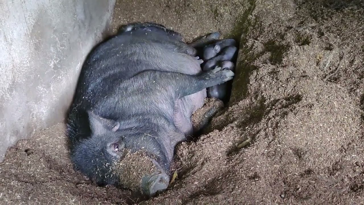 Native Pig Breeding: Giving Birth (Farrowing) of Native Black Pig (part 1)