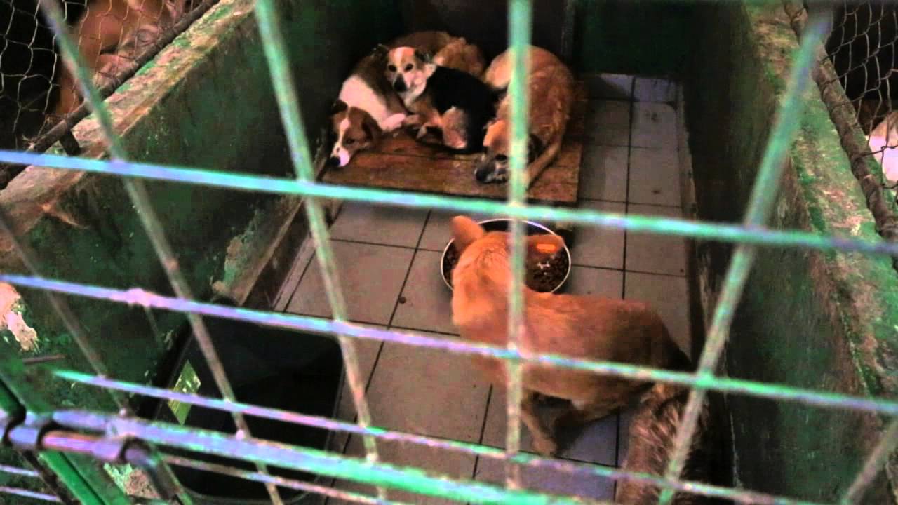 Mit ProDogRomania e.V. im Bucov Tierheim in Ploiesti/ Rumänien