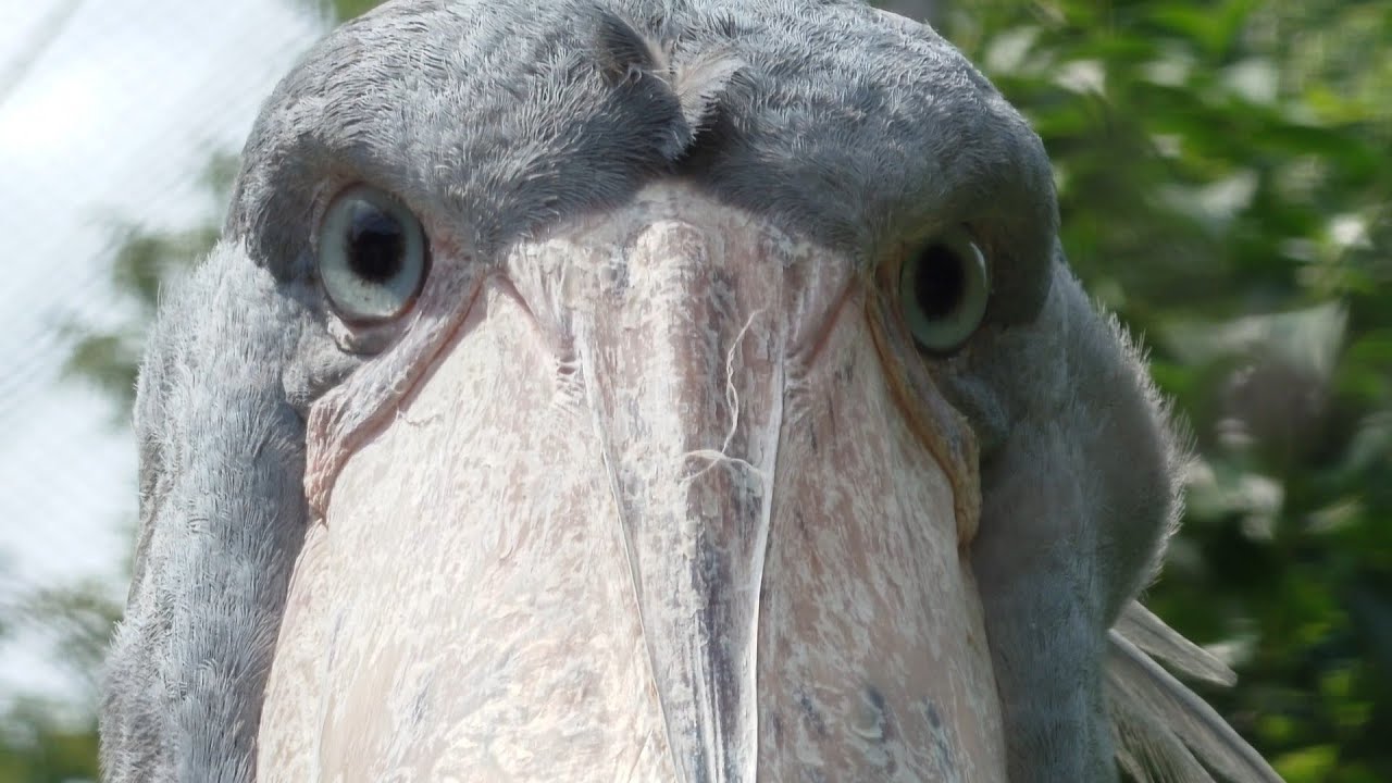 かなり近いアサンテ　ハシビロコウ　上野動物園