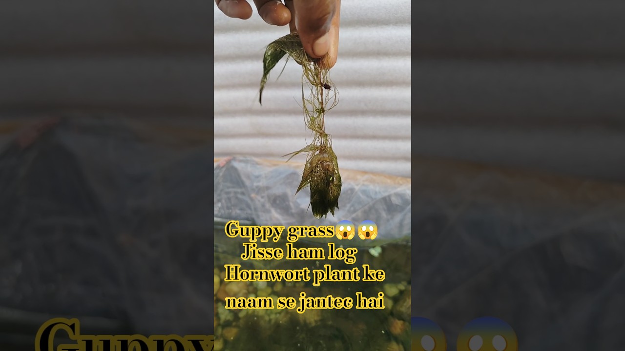 guppy fish breeding speed raj😱😱