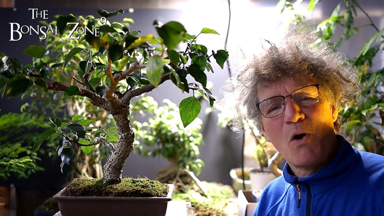 Cold Weather and My Hibiscus, The Bonsai Zone, April 2022