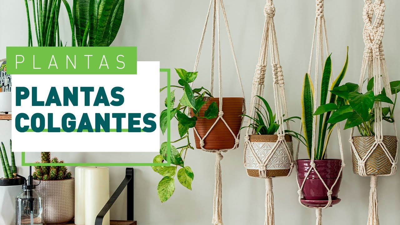 5 Plantas colgantes de exterior, de sol y de sombra | Plantas en VERDECORA