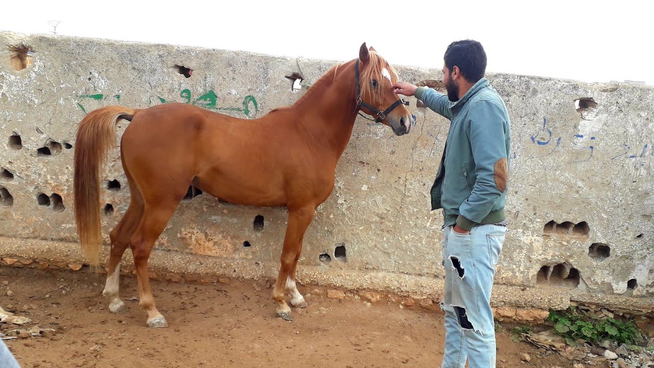 خيل عربي أصيل ب أبي الجعد خيول أصيلة أثمنة الخيول تحية لمول جبان.