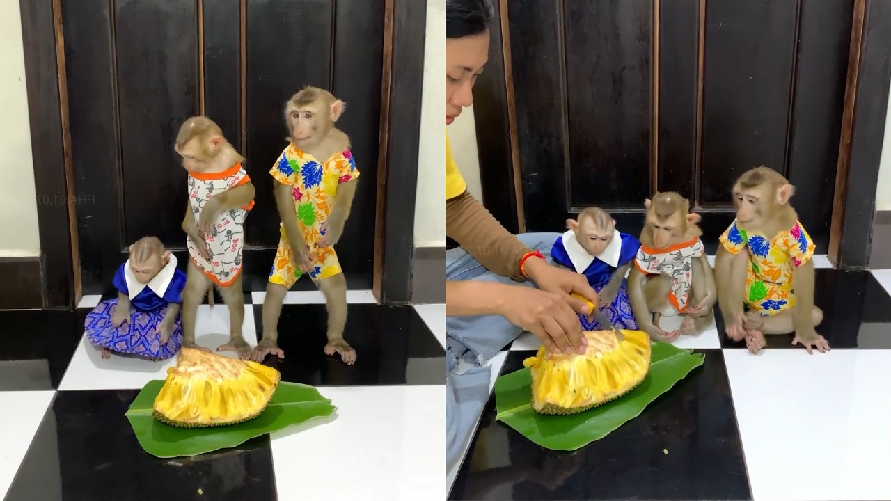Giant Jackfruit Feast! 🌴 3 Dressed-Up Monkeys Wait for a Sweet Tropical Treat