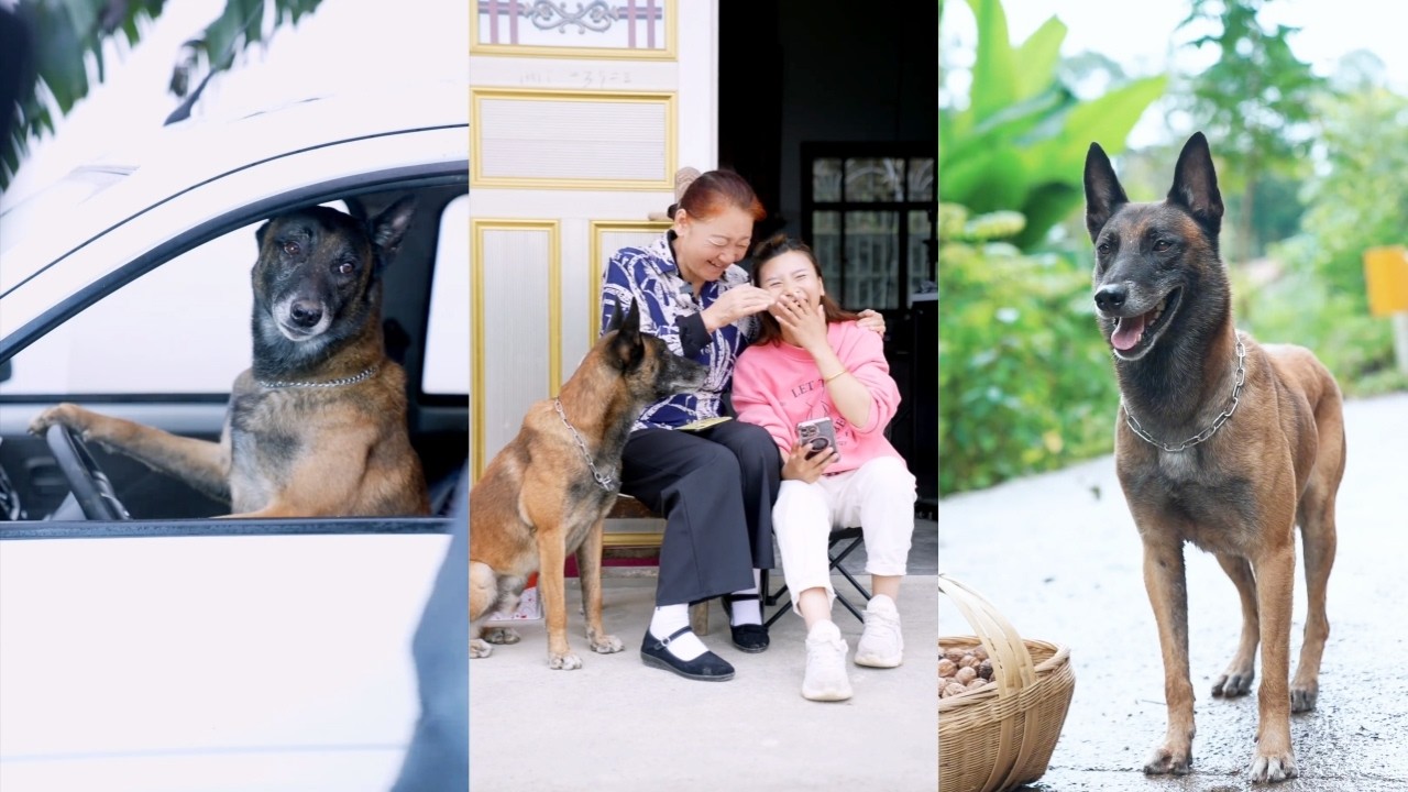感动人心：聪明狗狗照顾坐轮椅的留守老人，帮她买药的暖心故事🐶❤️