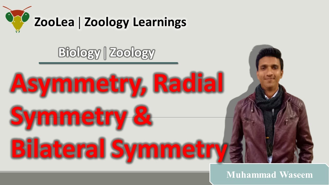 Patterns of Organization: Bilateral symmetry, Radial symmetry,  Asymmetry.Lesson 10. Miller harley
