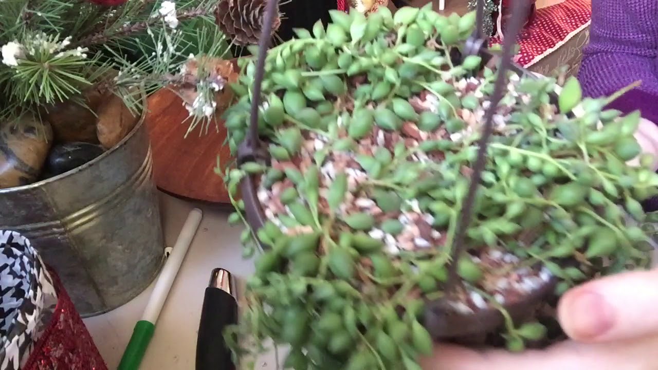 Soil Compacting Fix For String Of Tears