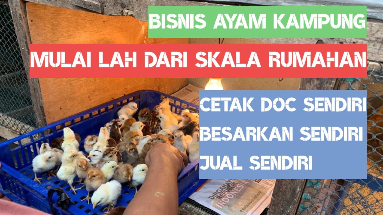 BISNIS AYAM KAMPUNG SKALA RUMAHAN SANGAT MENGUNTUNGKAN !!