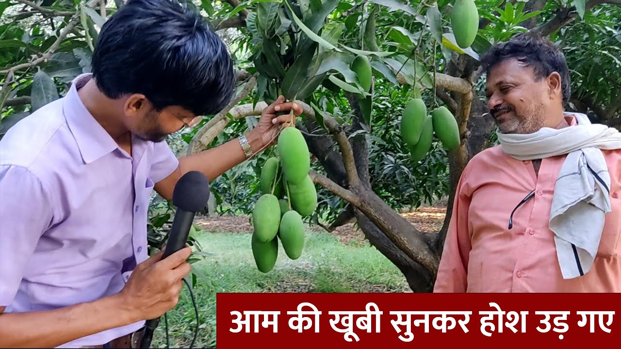 इस आम की खूबी सुनकर होश उड़ गए | dussehri aam | dussehri mango | dussehri mango tree | Saleem Azad