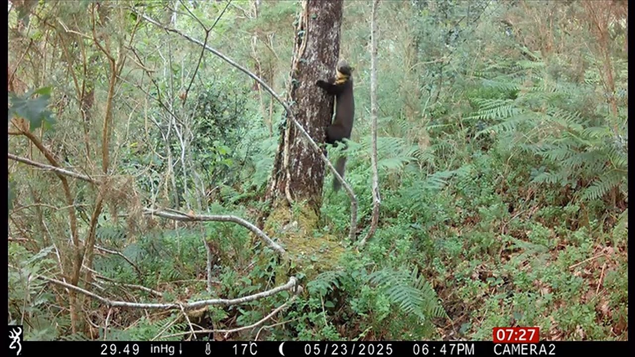 Pine Martens thriving at a secret location (rewilding UK) 2/Sep/2025