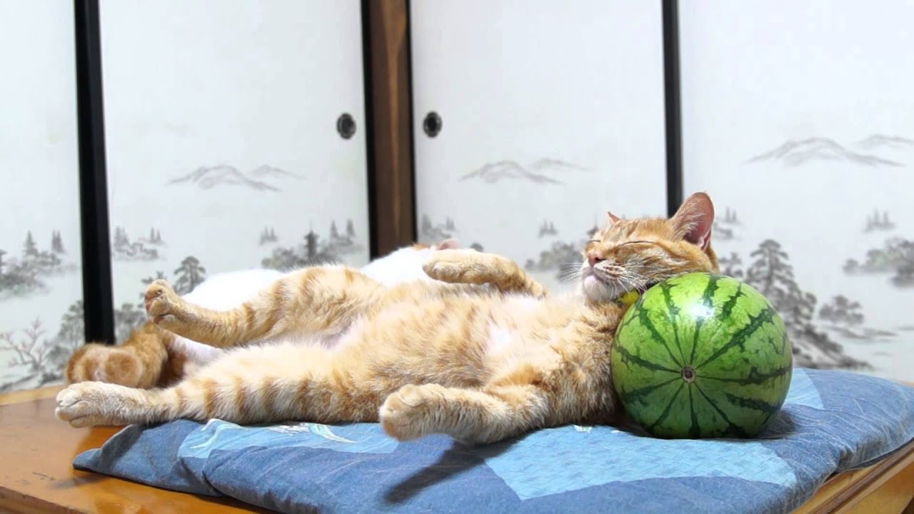 のせ猫 x すいか枕　 Cat with Watermelon- 2014#1