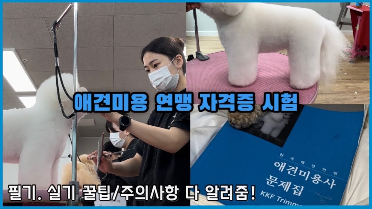 연맹 2급시험. 비숑 쇼미용으로 1등 했어요✂️🥇•시험 꿀팁 모조리 알려드림!!