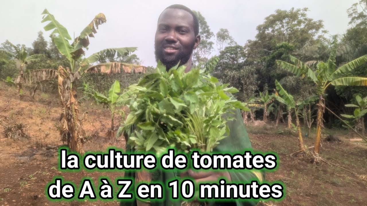 10 minutes pour comprendre la culture de tomates de A à Z pour un meilleur rendement