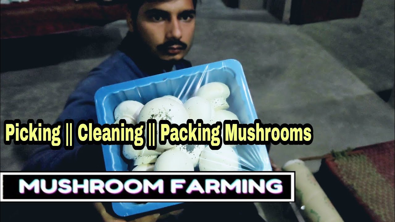 पूरी जानकारी Picking, Cleaning and packaging || Mushroom Farming || Rural Story