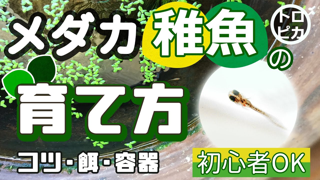 メダカの稚魚の育て方！飼育に必要な餌や容器を考えます！