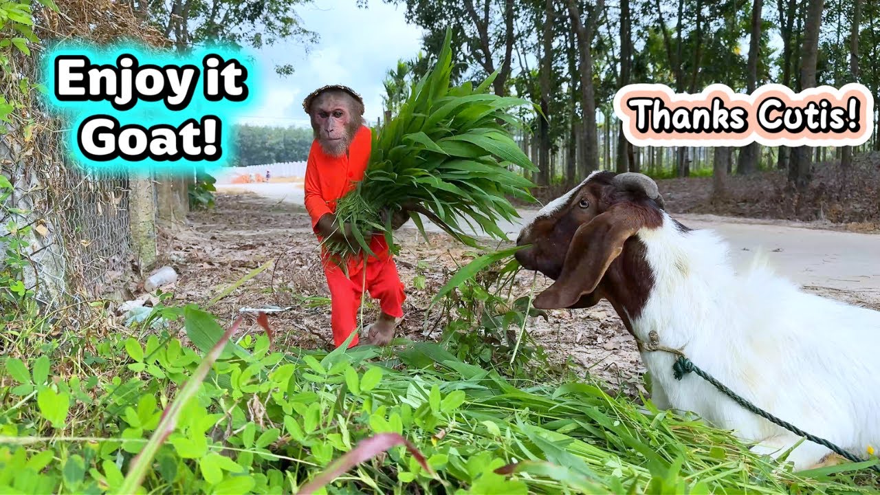 Super Helpful CUTIS! Mows Grass & Cares for Goats to Help Mom!